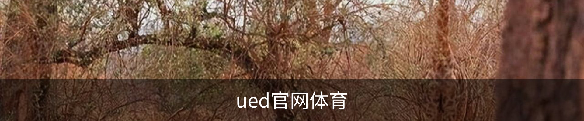 ued官网体育